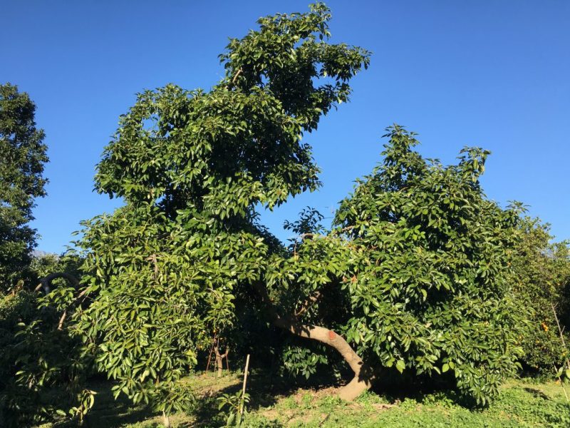 Avokado ağacımız