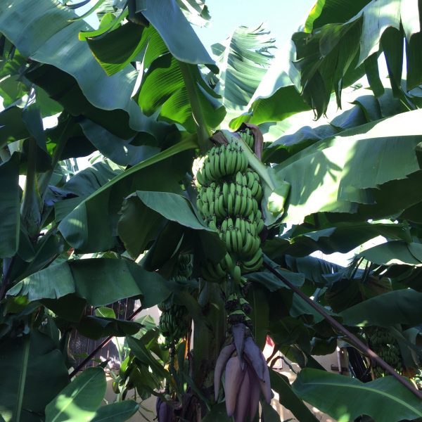 Çiçek bakımı nasıl yapılır Muz Hakkında Bilinmeyenler | Ailemin Bahçesi