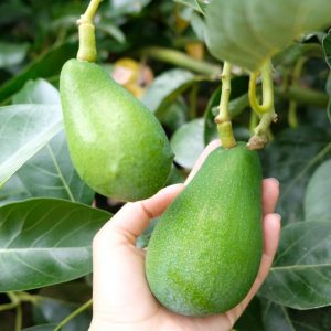 Erkenci Avokado